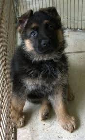 Sparer german shepherds is a premier breeder of german shepherds from the top producing west german sieger show line. German Shepherd Puppies For Sale In Tomball Texas Animals Nstuff