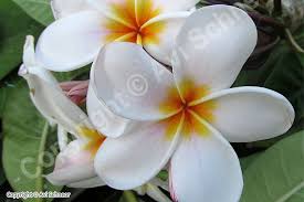Maybe you would like to learn more about one of these? Growing Plumeria From Cuttings Schneor Design And More