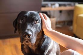 We did not find results for: 11 Things Humans Do That Dogs Hate