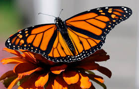We did not find results for: The Fascinating Relationship Between Monarch Butterflies And Milkweed Plants