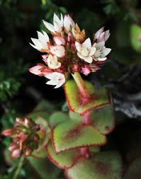 Image result for Crassula alsinoides