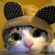 Nama yang bagus untuk kucing jantan dan betina. Gambar Kucing Paling Comel Dan Gebu Di Dunia 81021 Nama Untuk Kucing Comel Lucu Dan Unik
