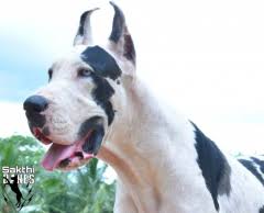 2 brindle males, 3 brindle females, and one 1 red/ flashy fawn female. Buy Kci Registered Puppies From Verified Dog Breeders In India