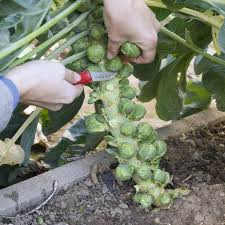 Kohl Bunte Vielfalt Pflanzen Gemuse Pflanzen Grunkohl Anbauen