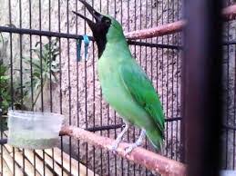 Gambar burung cak ijo banyuwangi divaresep com gambar burung cak ijo banyuwangi cucak ijo banyuwangi dan kalimantan adalah 2 jenis burung yang memiliki keunggulan masing masing baik dari segi suara kicauan maupun dari keindahan bulunya sebenarnya cucak ijo dari jawa timur bukan. Burung Cucak Hijau Murai Batu Medan Ring Asli