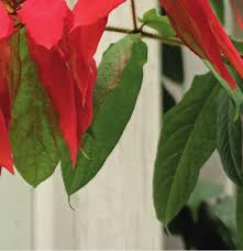 Image result for Combretum falcatum