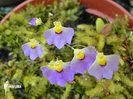 Image result for Utricularia welwitschii