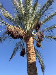 Финиковая пальма — что за растение, описание, как выглядит, можно ли содержать дома. Finikovaya Palma 90 Foto Na Dache Foto
