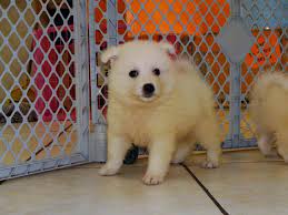 Find lab puppies in canada | visit kijiji classifieds to buy, sell, or trade almost anything! Golden Retriever Puppies For Sale California Craigslist Petsidi