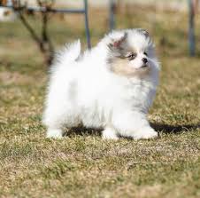 New The 10 Best Home Decor With Pictures Pomeranian Boo Yavrularimiz Sahibini Bekliyor Ab Pasaportlu Secereli Veteriner Hekim Saglik Animals Dogs Husky