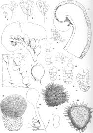 Image result for Hartliella