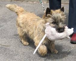 Terrier Community Terrier Logic Cairn Terrier Puppies Cairn Terrier Terrier