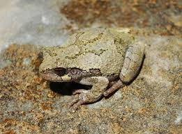 Gray Treefrog Wikipedia