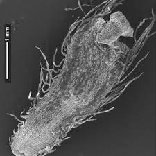 Image result for Athroisma gracile