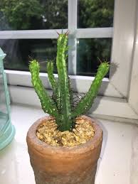 The aforementioned signs of root rot—wobbling and discoloration—are big ones. Is My Cactus Being Under Watered Gardening Landscaping Stack Exchange