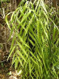Image result for Asplenium erectum