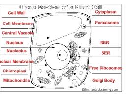 We did not find results for: Cell Notes Biology A Ppt Download