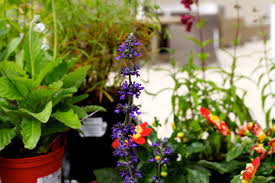 Salvia Www Thepavilion Ie Colorful Garden Fine Gardening Garden Center