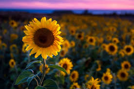 We did not find results for: Sunflower Sunset Pentaxforums Com