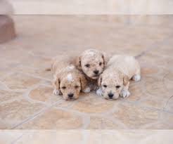Puppies for sale from dog breeders near el paso, texas. Puppyfinder Com Poodle Toy Puppies Puppies For Sale Near Me In Texas Usa Page 1 Displays 10
