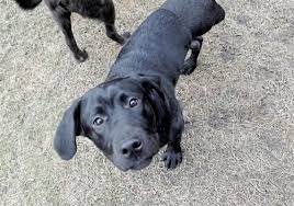 No wonder it's so popular! Pet Tales Labrador Retriever Puppy Loses A Leg But Finds Lots Of Friends Pittsburgh Post Gazette