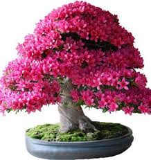 Maybe you would like to learn more about one of these? Rosemerc Japanese Sakura Bonsai Plant Seeds Seed Price In India Buy Rosemerc Japanese Sakura Bonsai Plant Seeds Seed Online At Flipkart Com