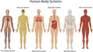 Maybe you would like to learn more about one of these? Human Body Anatomy Stock Vector Colourbox