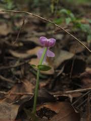 Image result for Disperis