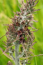 Image result for Uvariastrum