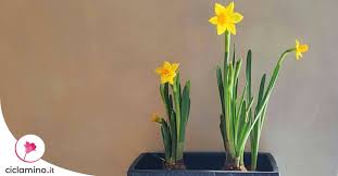 Fiori gialli di nome narciso o daffodil in erba nel parco pubblico di nieuwerkerk aan den ijssel nei paesi bassi foto stock alamy from c8.alamy.com. I Bulbi Piu Belli Che Fioriscono In Primavera Ciclamino It