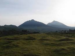 Image result for Raphidiocystis jeffreyana