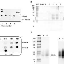 July 31st marks harry potter's birthday Pdf Production Of A Recombinant Single Domain Antibody For Gluten Detection In Foods Using The Pichia Pastoris Expression System