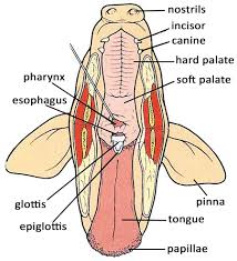 The Ultimate Fetal Pig Dissection Review