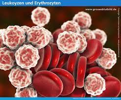 Leukozyten Blutwerte Arten Der Leukozyten