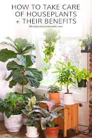 How To Take Care Of Houseplants Their Benefits Indoor Plants Plants Small Indoor Plants