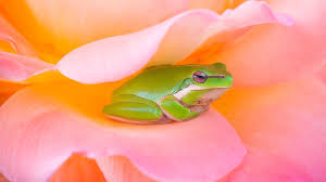 Animal, frog, nature, forest, wallpaper. Cute Frog In Pink Flower Hd Wallpapers