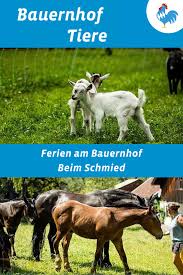 Gastgeber Bauernhofurlaub Bauernhof Tiere Ponyreiten
