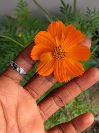 Pin On Gardening
