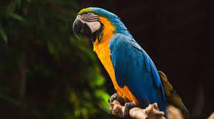 Daftar Harga Burung Beo Berdasarkan Jenis 2021