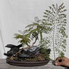 We did not find results for: Growing A Young Jacaranda