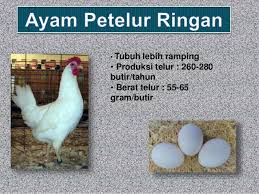 Analisa penggunaan faktor produksi pada perusahaan ayam ras petelur. Tipe Dan Jenis Ayam Petelur Unggul Elinotes Review
