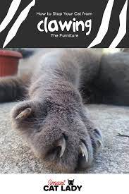 Pin On Pet Care