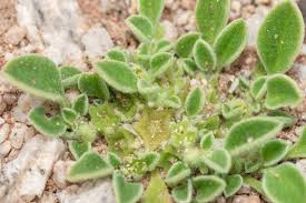 Image result for Corbichonia