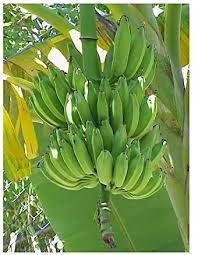 The same term is also used to describe the plants on which the bananas grow. Amazon Com Seeds And Things Dwarf Cavendish Banana Tree 6 Seeds Musa Acuminate Toys Games