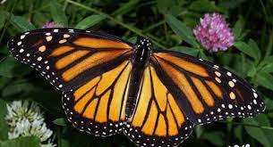 Mariposa Monarca Se Considera En Peligro De Extincion Argentina Ambiental