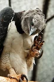 Birdshead Grip Bird Watching Birds Of A Feather Song Bird Makeup Wild Eagle Harpy Eagle Birds Of Prey