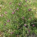 Image result for Otoptera