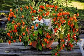 Maybe you would like to learn more about one of these? 7 Fruits To Grow In Containers On Your Patio Or Balcony Insteading