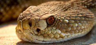 serpents에 대한 이미지 검색결과