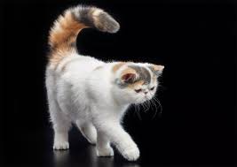 Kucing persia pertama kali dikawinkan dengan kucing american shorthair pada tahun 1950. Kucing Exotic Shorthair Longhair Kenapa Mirip Persia Fanicat